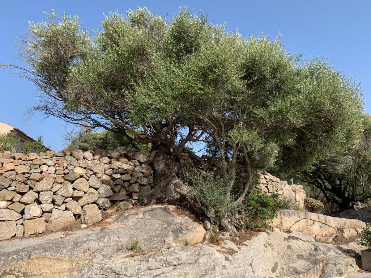 雷纳马约勒 Stazzu Nuraghe Mannucciu旅馆 外观 照片